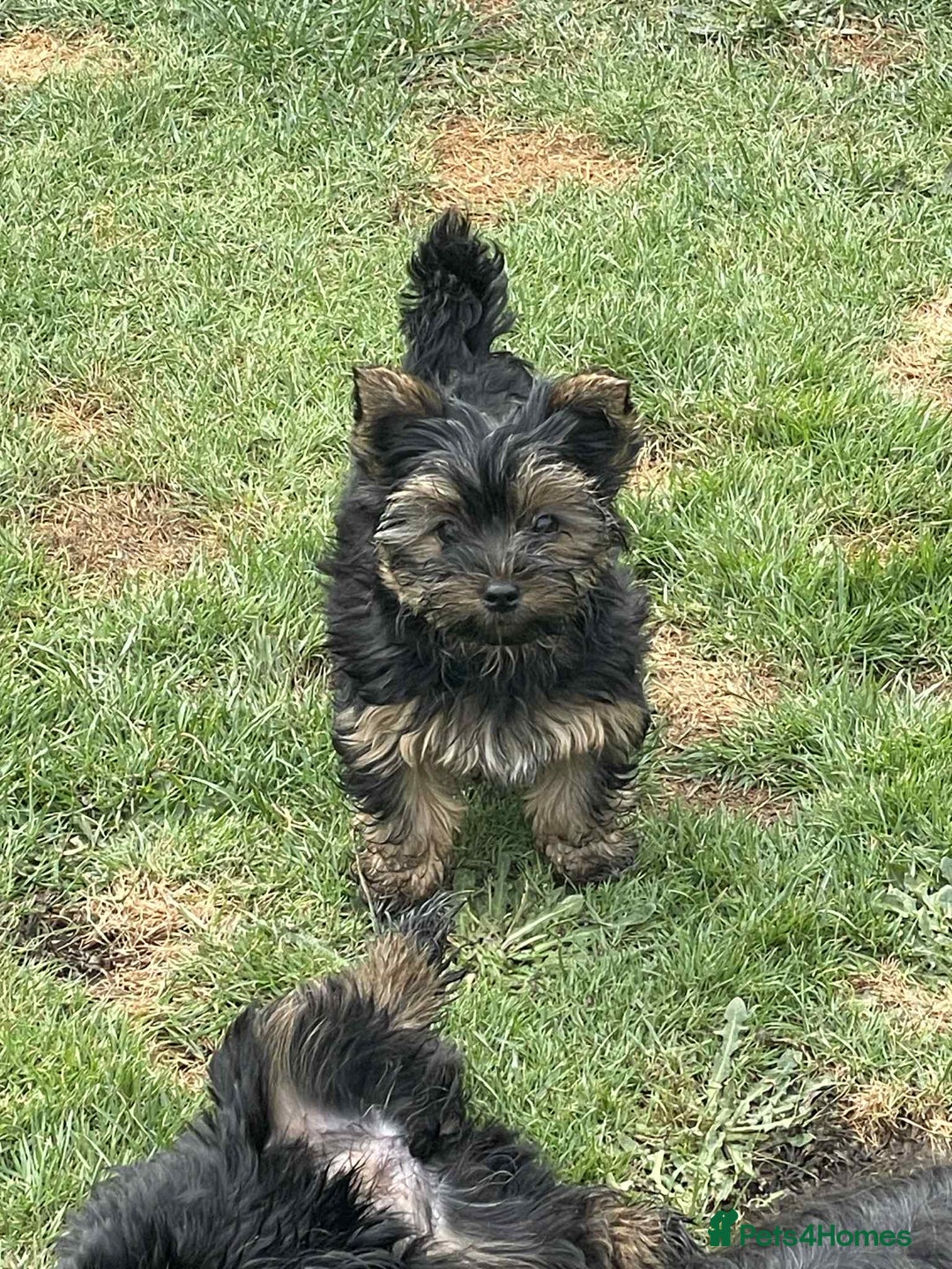 Yorkshire Terrier dogs for sale: Two Yorkshire Terrier Biewer Puppies - Image 6