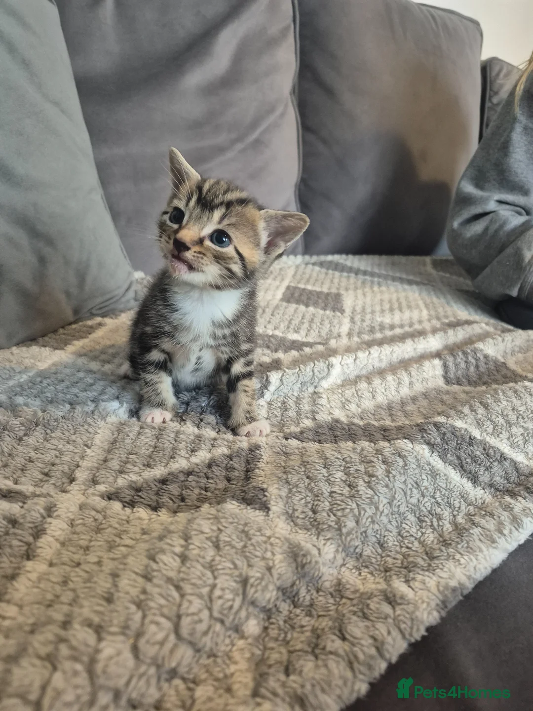 Russian Blue cats for sale: 4 Little Bundles of Joy are Growing Up! 😻 in King's Lynn - Advert 2