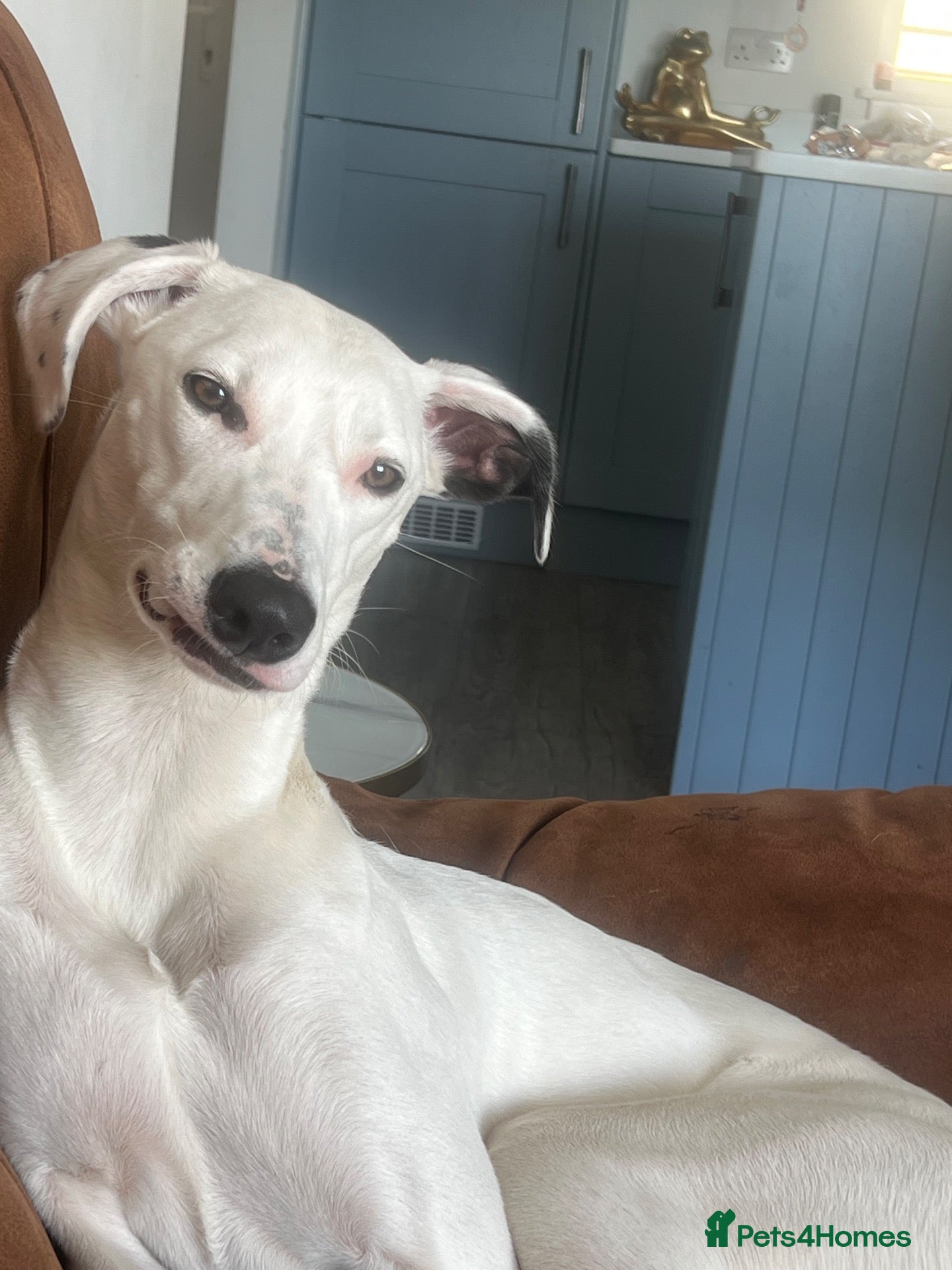Lurcher dogs Winnie - Advert 17