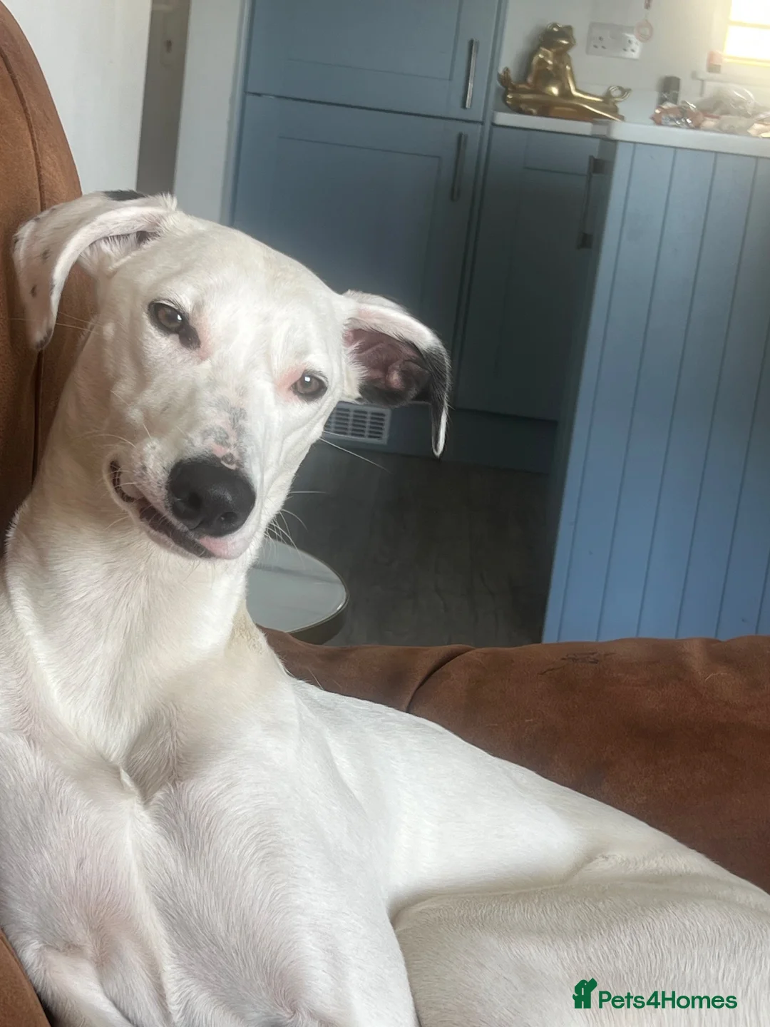 Lurcher dogs for sale: Winnie in Dartmouth - Advert 1