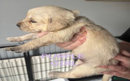 Golden Retriever dogs for sale: Quality KC golden retriever puppies  - Image 14