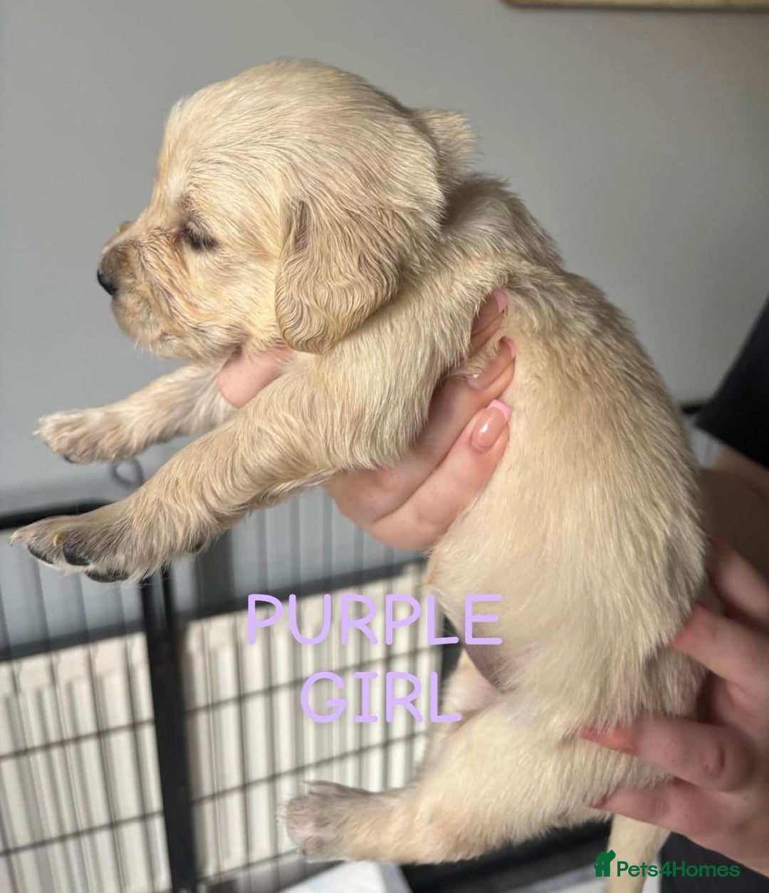 Golden Retriever dogs for sale: Quality KC golden retriever puppies  - Image 14