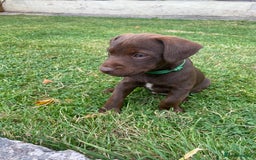 Patterdale Terrier dogs for sale: ⭐️PATTERDALE TERRIER PUPPIES  - Image 22