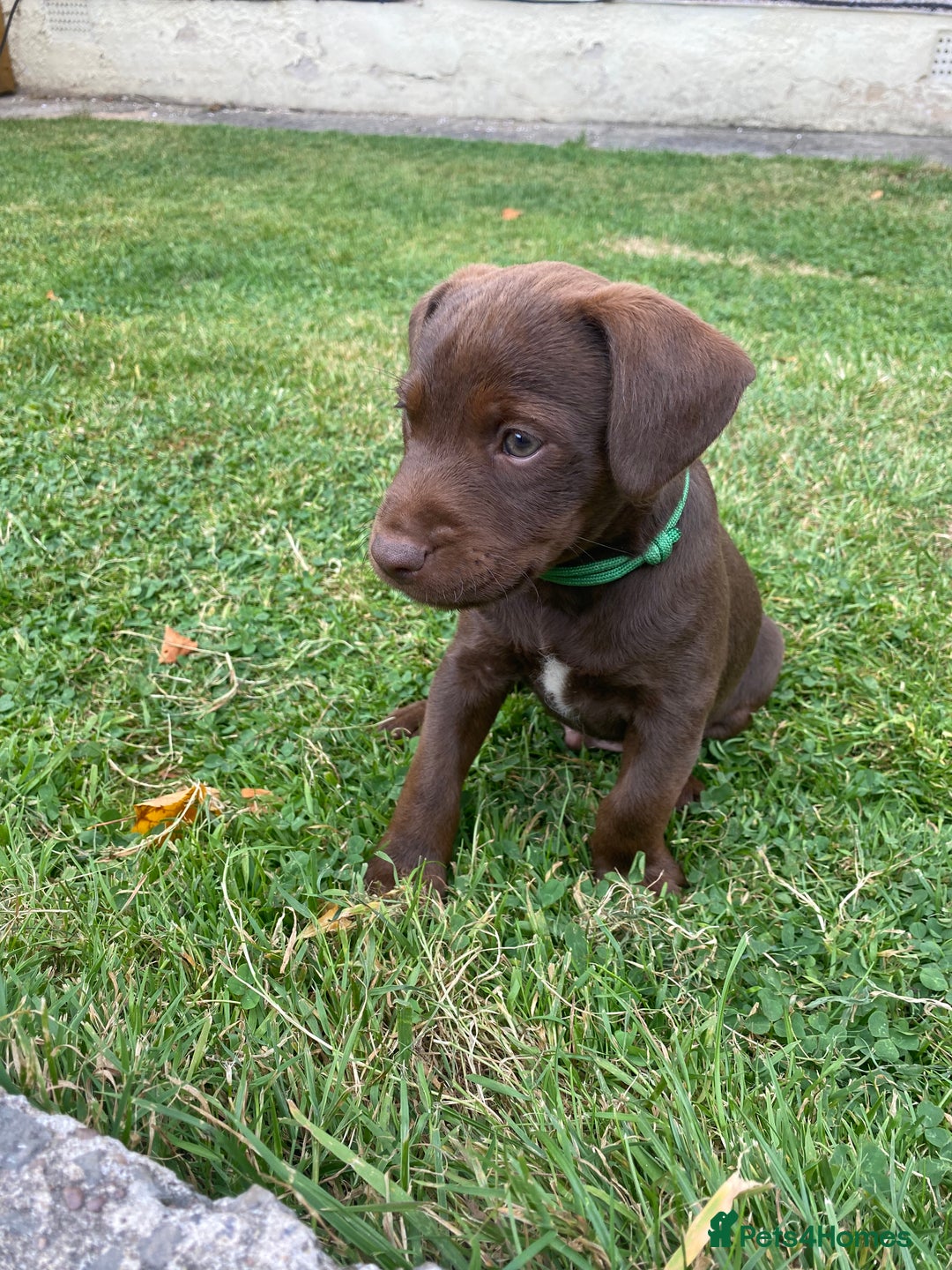 Patterdale Terrier dogs for sale: ⭐️PATTERDALE TERRIER PUPPIES  - Image 22