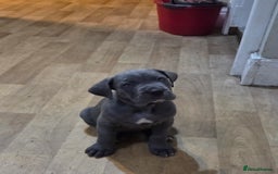 Cane Corso dogs for sale: Kingcanecorso litter, stunning traditional corsos - Advert 10