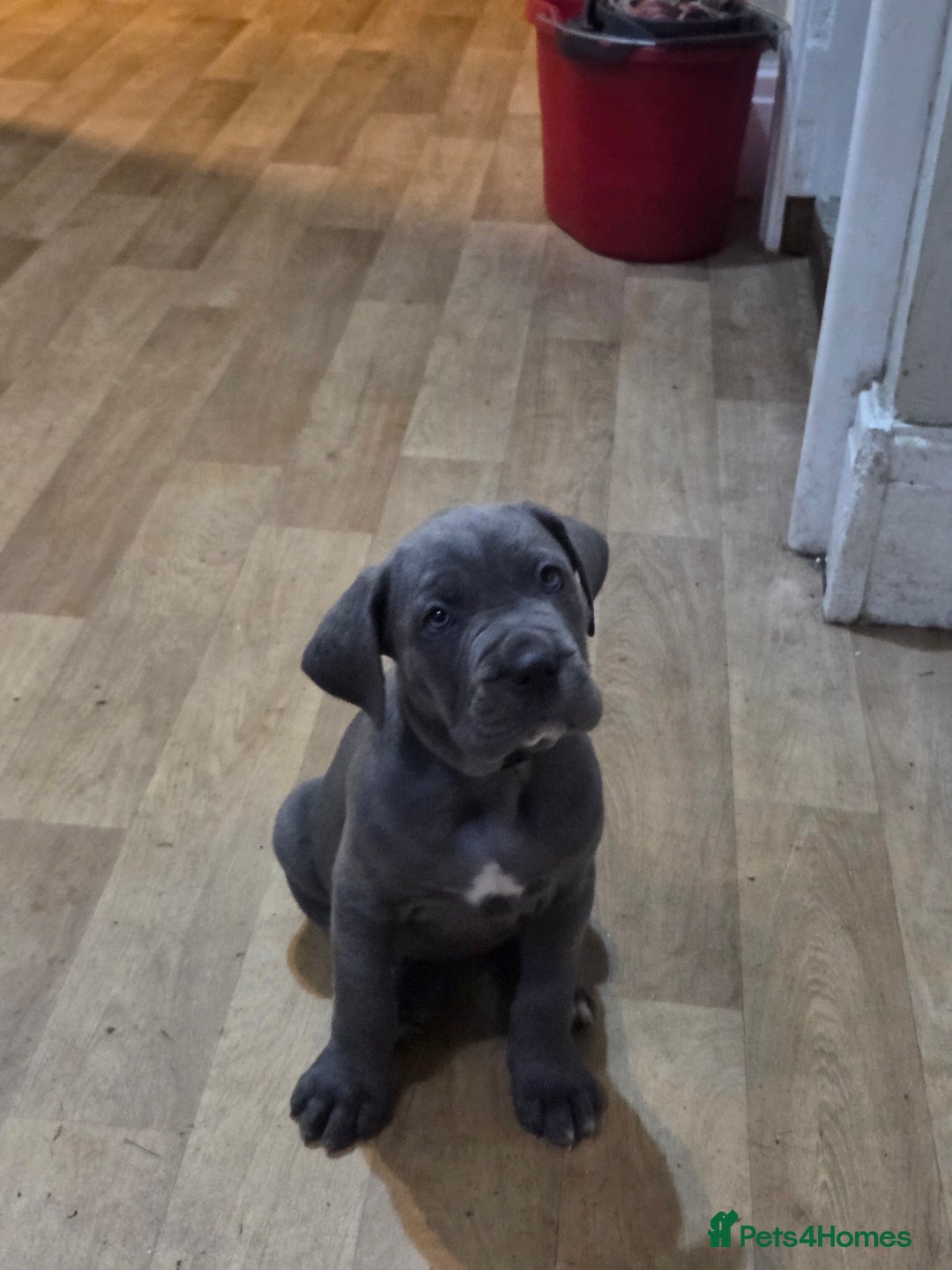 Cane Corso dogs for sale: Kingcanecorso litter, stunning traditional corsos - Advert 10