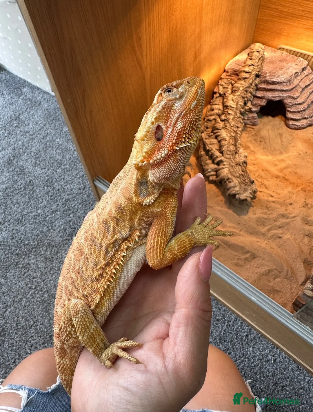 Bearded Dragon reptiles for sale: Friendly bearded dragon in Clevedon - Advert 2