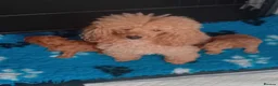 Toy Poodle dogs for sale: Very Small Toy Poodles - Advert 6