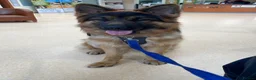 German Shepherd dogs for stud: German Shepherd to Stud, Great Temperament in Bradford - Advert 5