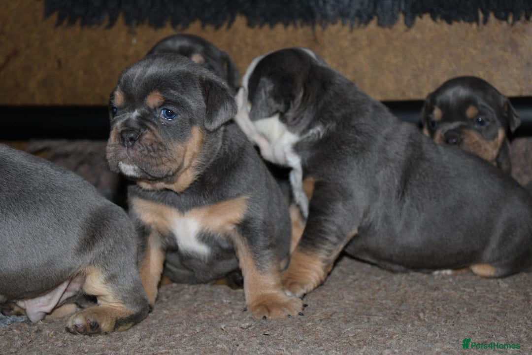 Olde English Bulldogge dogs for sale: Olde English bulldog puppies  - Advert 4