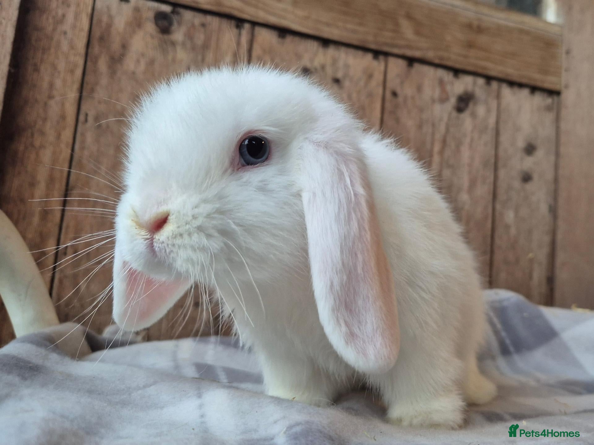 Mini Lop rabbits Mini lop baby boy   - Advert 14