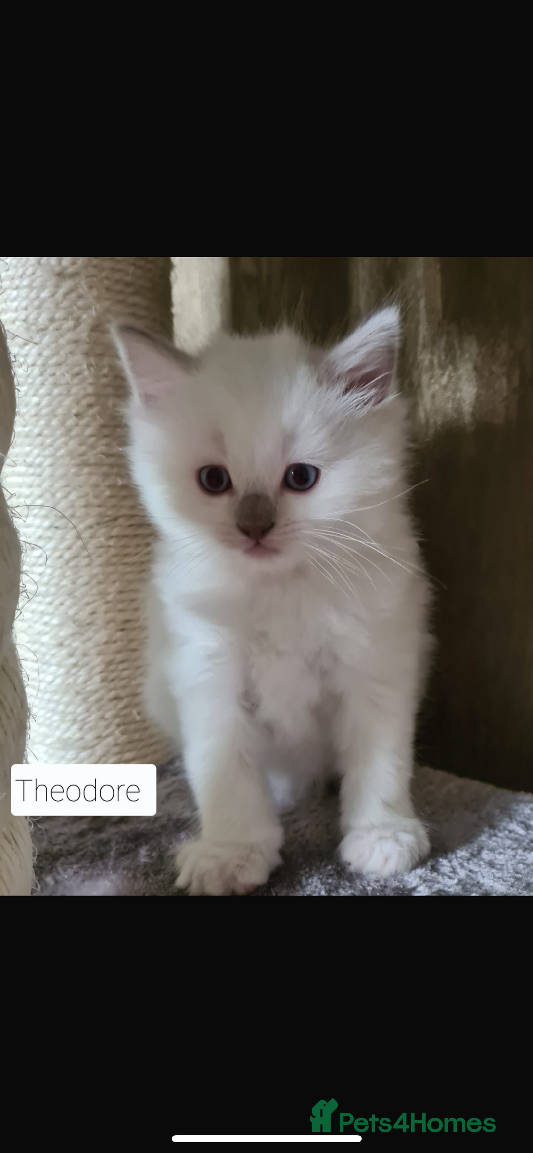 Ragdoll cats for stud: Gccf & TICA CARRYING CHOCOLATE  gccf ragdoll stud  in Merthyr Tydfil - Image 5