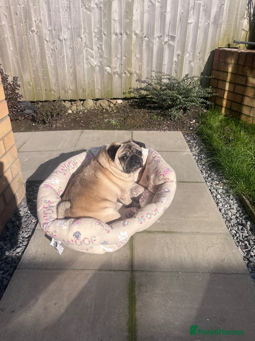 Pug dogs for sale: In need of a new home  in Neath - Advert 17