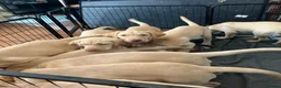 Labrador Retriever dogs for sale: Gorgeous Labrador Puppies, ready for forever homes - Advert 25