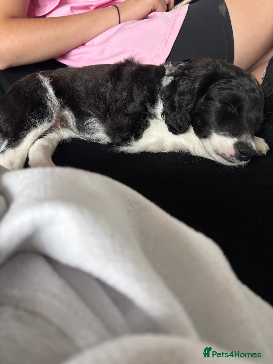 Cockapoo dogs for sale: Puppy  - Image 3