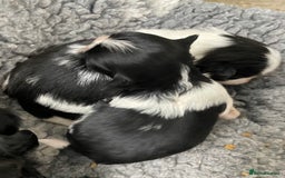 Shih Tzu dogs for sale: Shihtzu pups 5*breeder  - Image 4