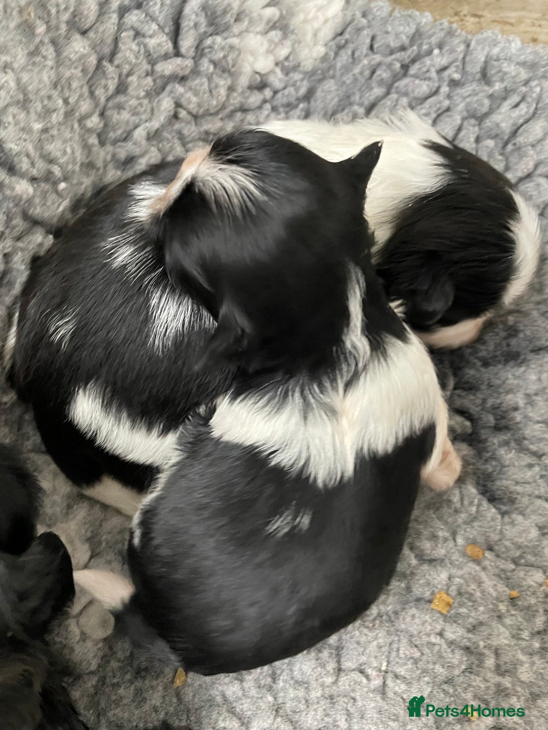 Shih Tzu dogs for sale: Shihtzu pups 5*breeder  - Image 4