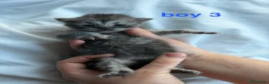Boy 3