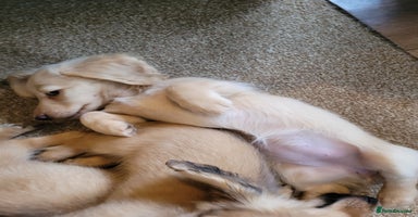 Miniature Dachshund dogs - Advert 5