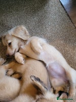 Miniature Dachshund dogs - Advert 12