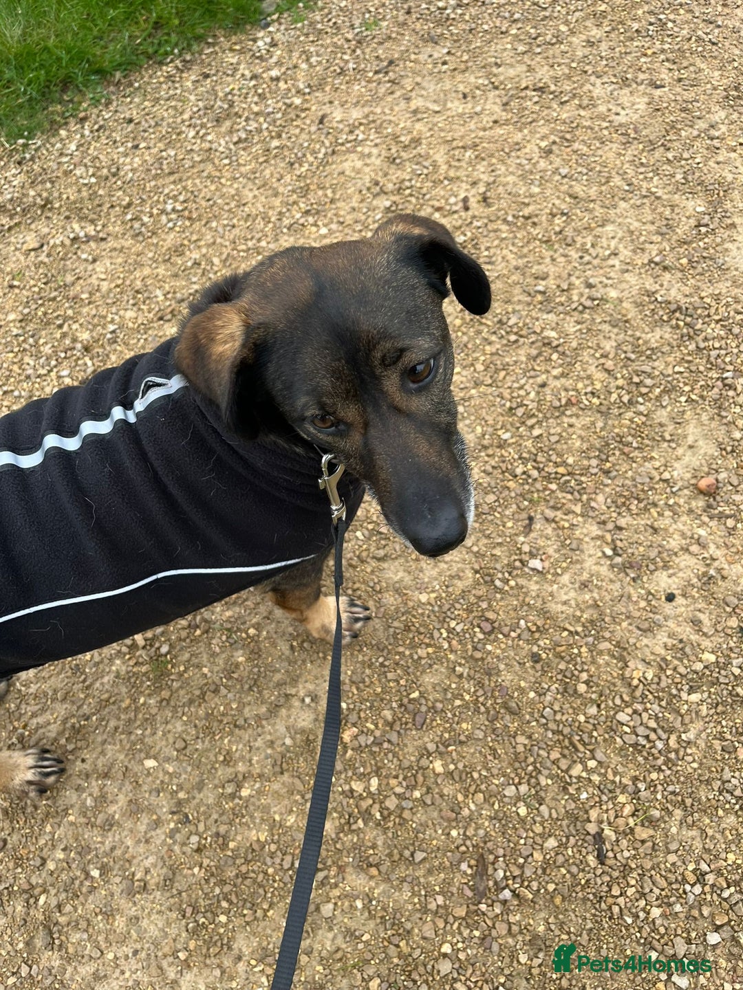 Mixed Breed dogs for adoption: Cute little Twix needs LoVE - Advert 18