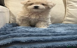 Maltipoo dogs for sale: 8 Week Maltipoo Puppy - Image 15