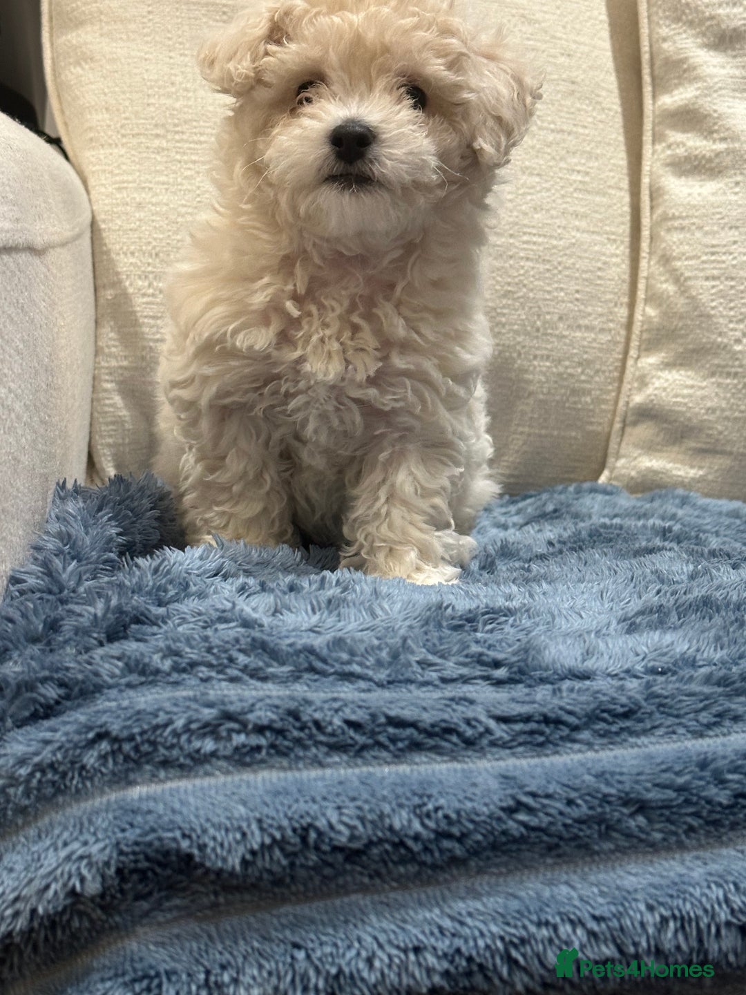 Maltipoo dogs for sale: 8 Week Maltipoo Puppy - Image 15