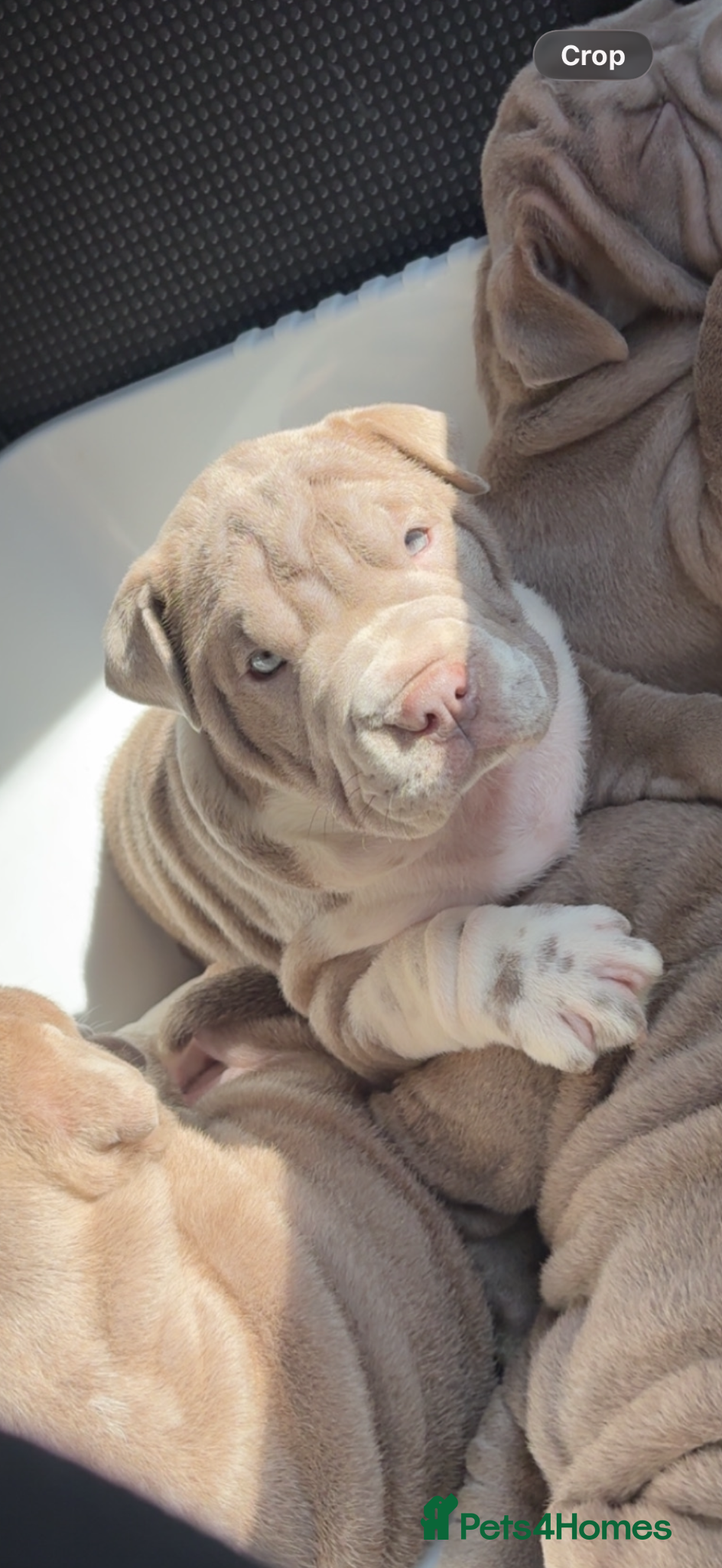 Mixed Breed dogs Bull-pei pups 🐶  - Advert 15