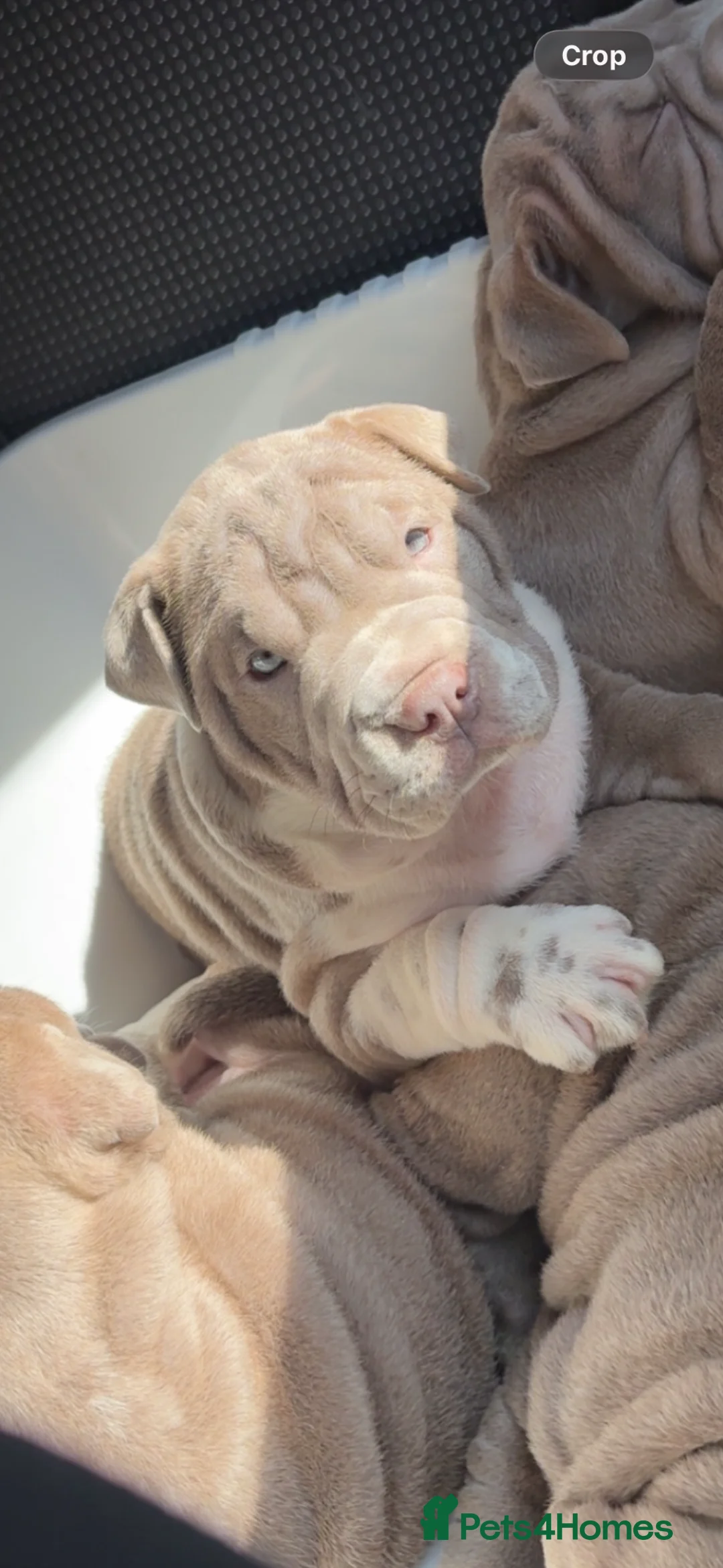 Mixed Breed dogs for sale: Bull-pei pups 🐶  - Advert 1