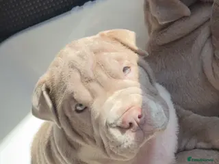 Mixed Breed dogs Bull-pei pups 🐶 - Advert 15