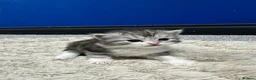 Persian cats for sale: 5 Beautiful Purebred Persian KittensREADY TO LEAVE - Advert 24