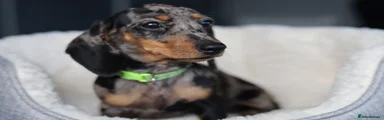 Dachshund 4