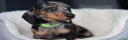 Dachshund dogs for sale: KC Registered Dachshund Puppies  - Advert 15