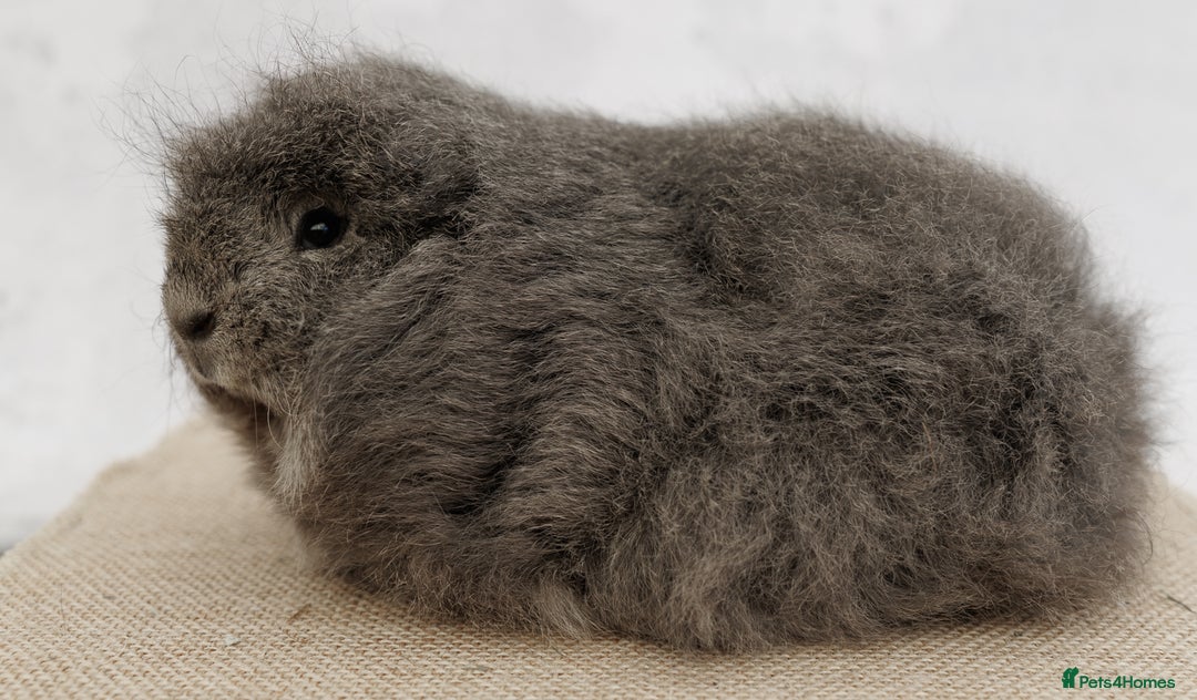 Guinea Pig rodents for sale: Female Swiss Guinea Pigs - Image 3