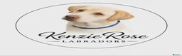 Labrador Retriever dogs for sale: Top quality KC reg Labradors due June 10th  - Advert 4