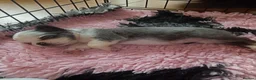 French Bulldog dogs for sale: Visual Fluffy French Bullldog - Advert 8