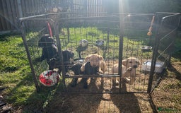 Labrador Retriever dogs for sale: Labrador puppies  - Image 19