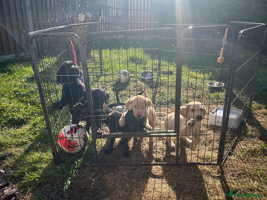 Labrador Retriever dogs for sale: Labrador puppies  - Image 19