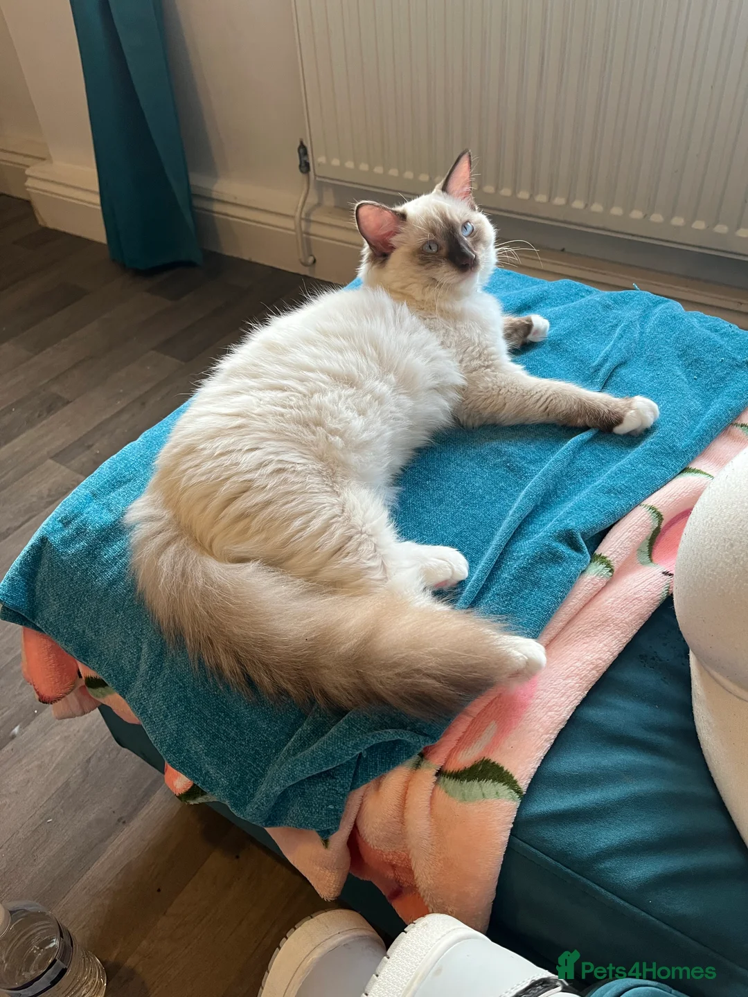 Gallery Image {{count}}