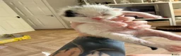 Mixed Breed cats for sale: 3 stunning British shorthair x Turkish van kittens in Rochdale - Advert 4