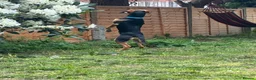 Mixed Breed dogs for adoption: Oreo 6 month old hound cross  in Crawley - Advert 4
