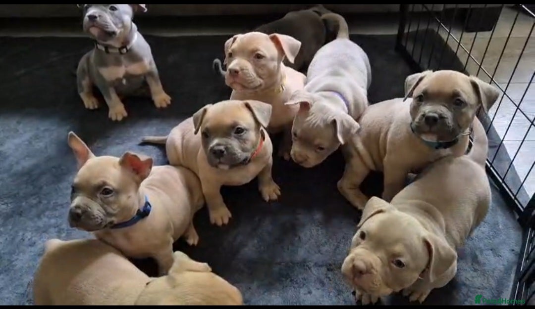 American Bully dogs for sale: American Bully Puppies - Advert 4