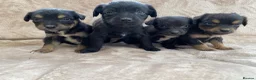 Mixed Breed dogs for sale: 11puppy  - Advert 8