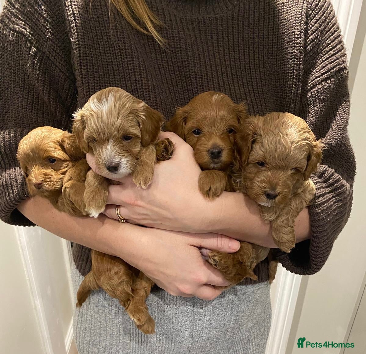 Maltipoo dogs Rare Red F1B Maltipoo Puppies - Advert 7