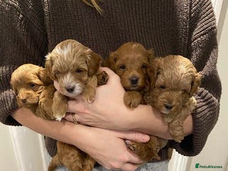 Maltipoo dogs Rare Red F1B Maltipoo Puppies - Advert 2