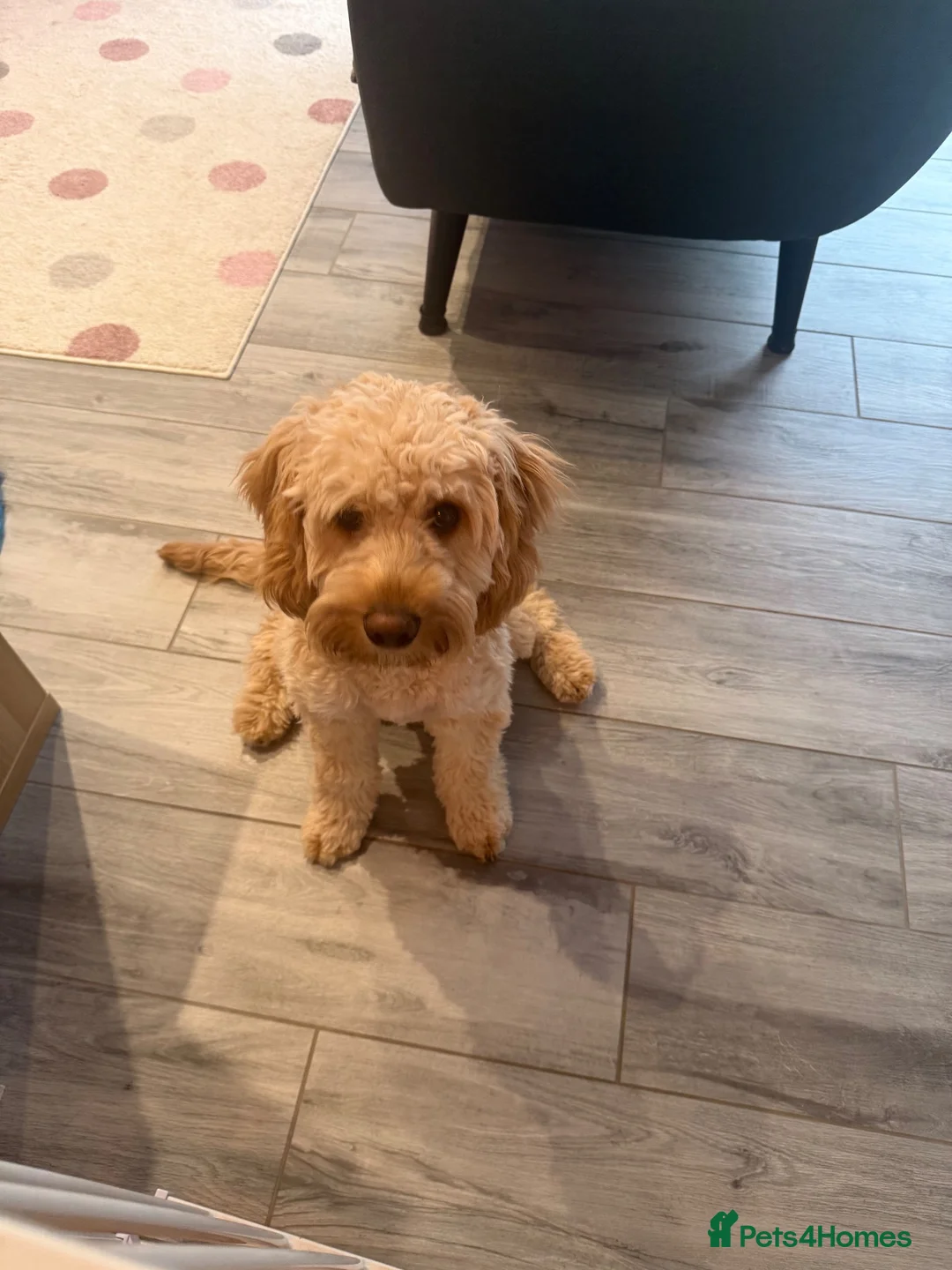 Cavapoo dogs for sale: Cavapoo  in Harrogate - Advert 2