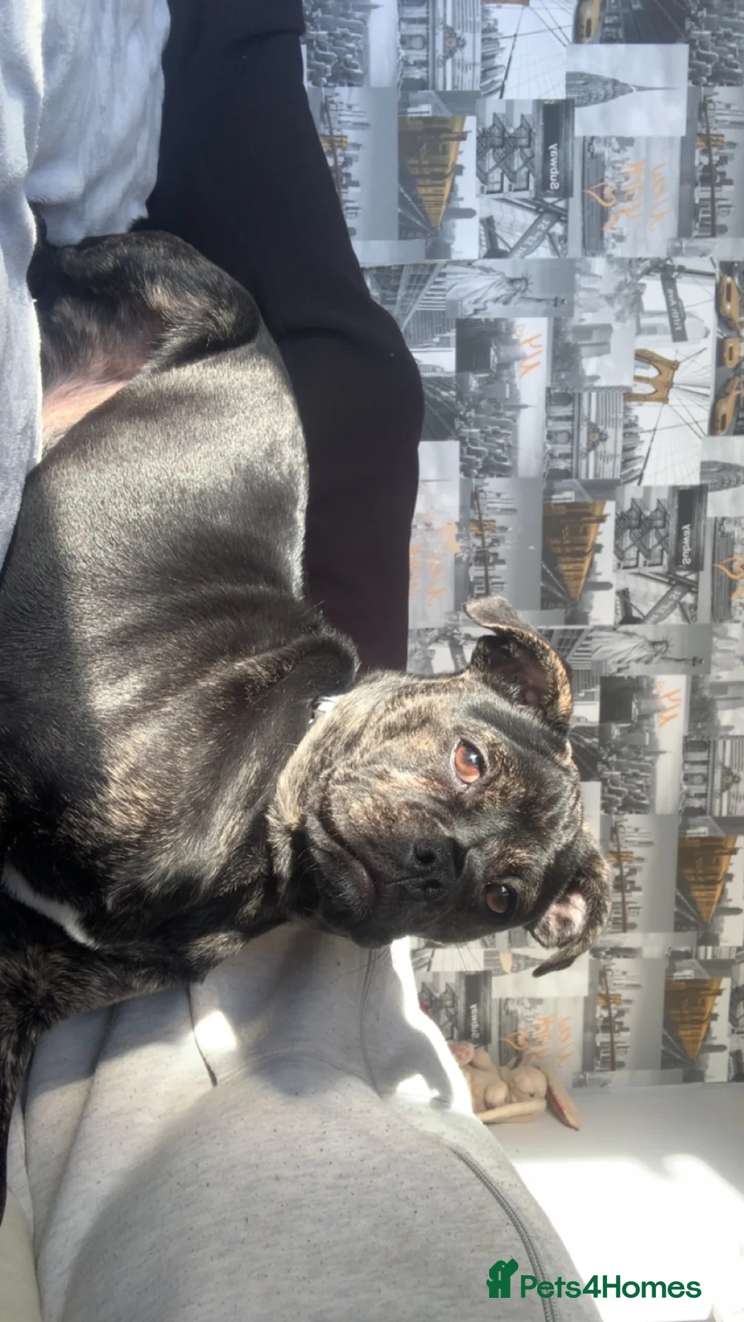 Mixed Breed dogs for sale: Girl pup  in Swindon - Advert 2
