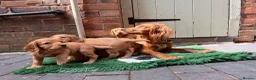 Cocker Spaniel dogs for sale: Male Cocker Spaniel Pup - Advert 5