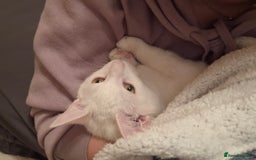 Devon Rex cats for sale: Luna  - Image 3