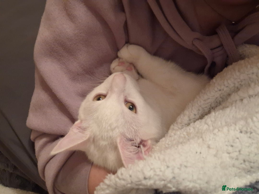 Devon Rex cats for sale: Luna  - Image 3